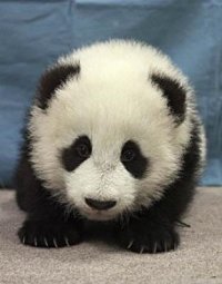 аватарка для контакта маленькая панда