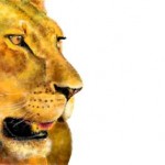 рисунок львица
