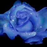 рисунок синяя роза