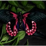 рисунок бабочка