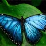 рисунок в контакте красивая бабочка
