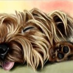рисунок в контакте красивая спящая собачка