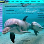 тема для контакта дельфины